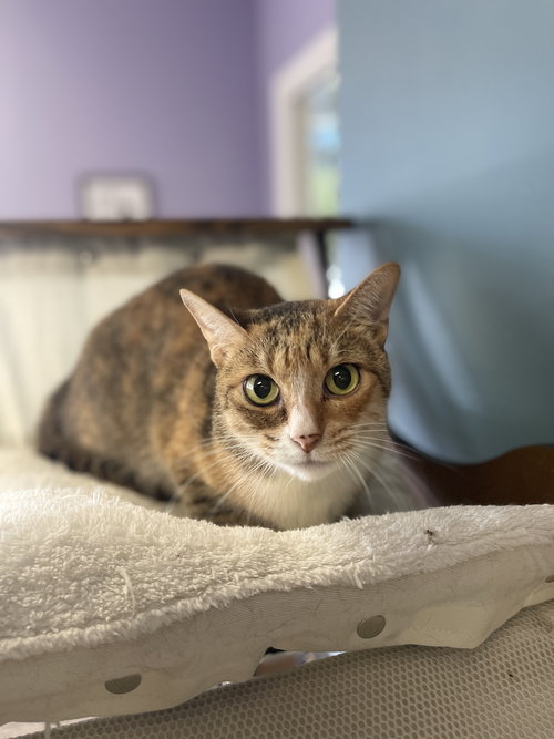 Bella