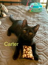 Carter