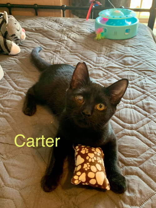 Carter