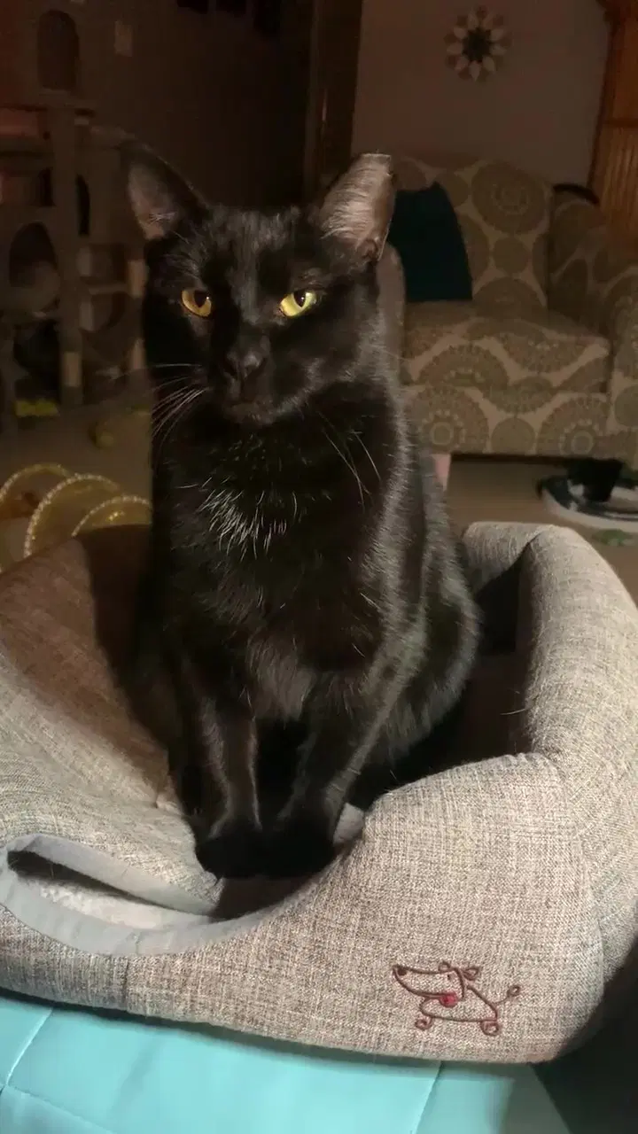 Rae - American Shorthair