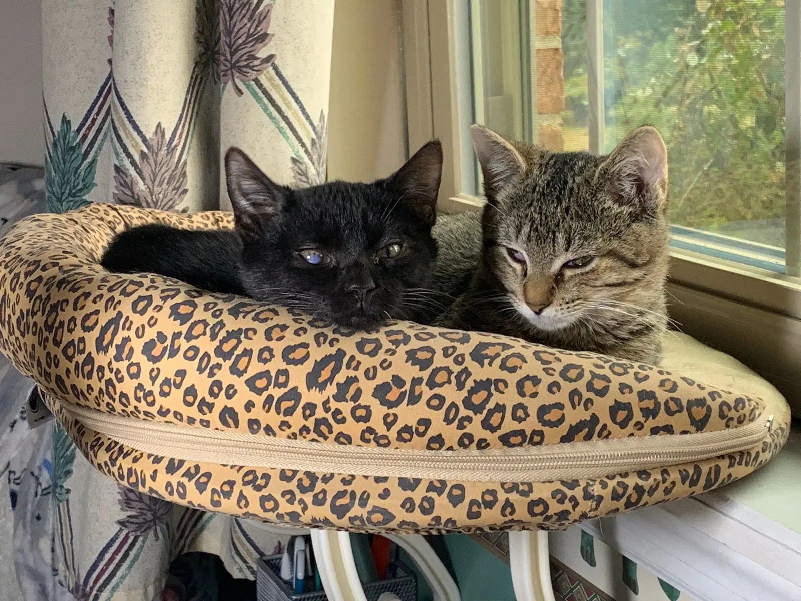 Carter And Tucker - American Shorthair