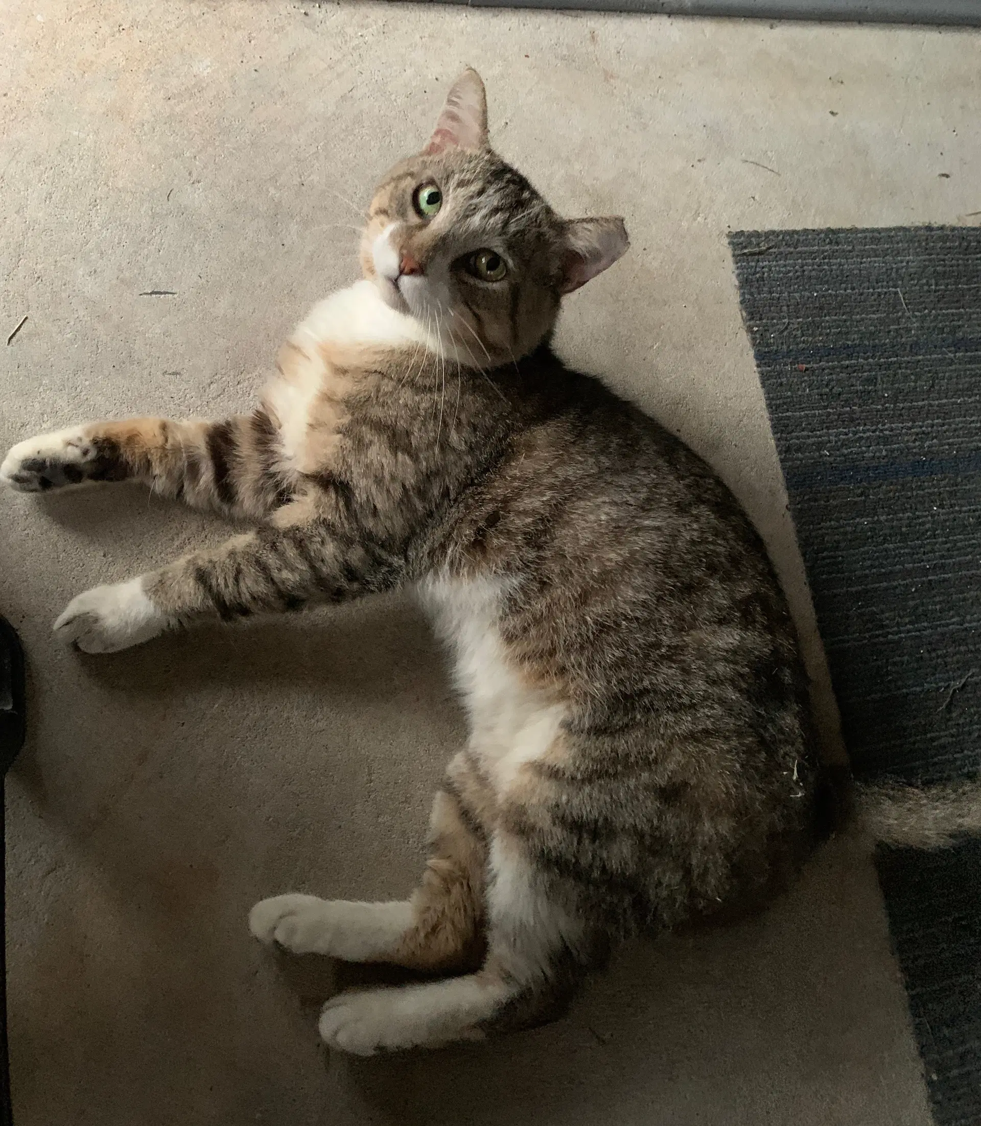 Austin - Tabby