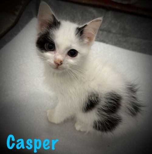 Casper