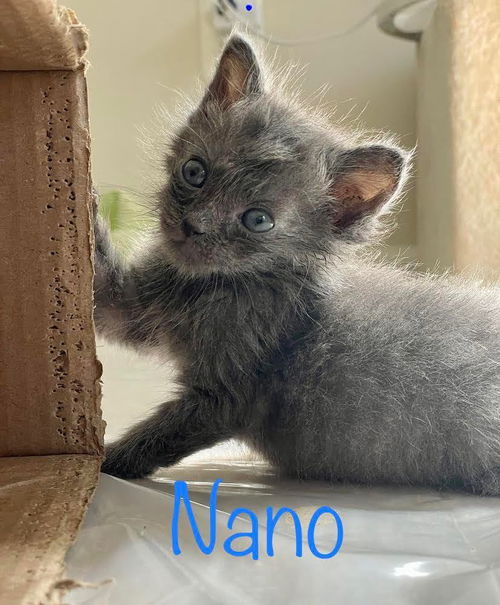 Nano