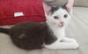 Milo