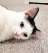 Milo