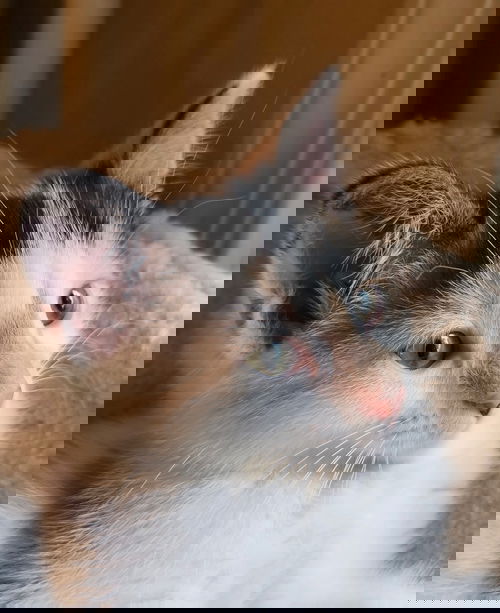 Gloria