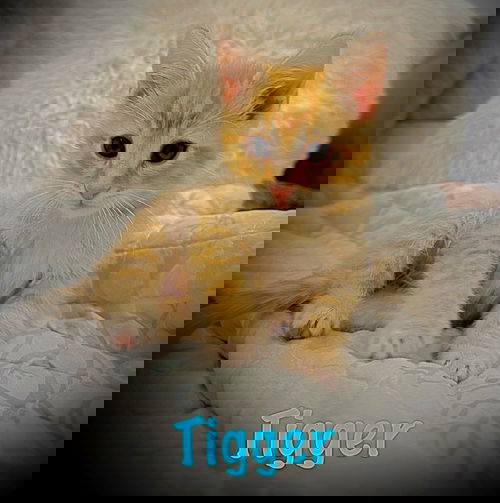 Tigger