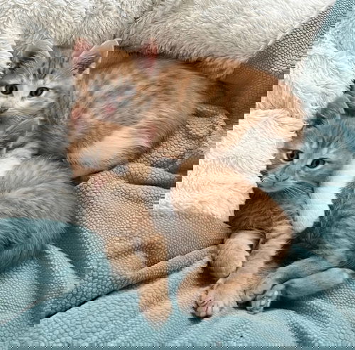 Cheddar