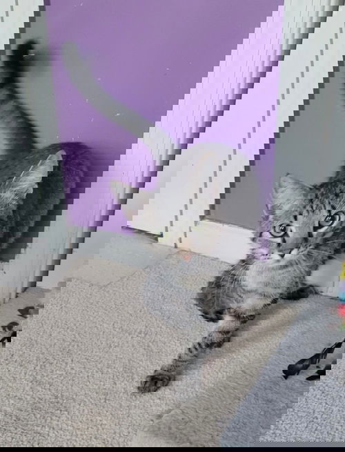 Gus