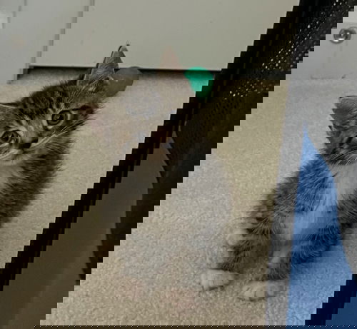 Anchovy