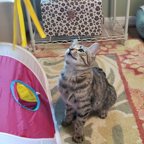 Mochi