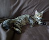 Mochi