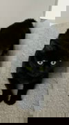 Black Panther