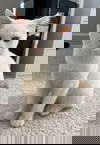 Benji