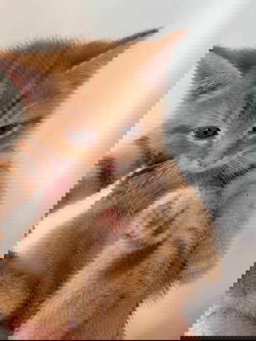 Blaze