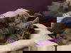 Beckett - Castle Litter