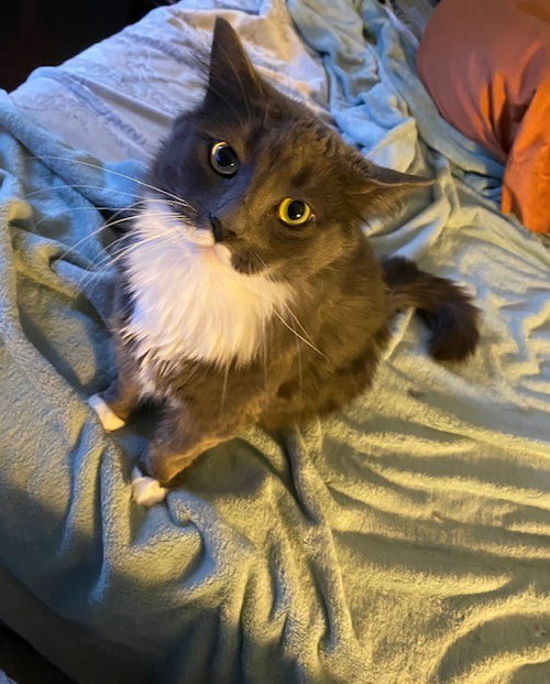 Mylo