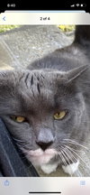 Mylo