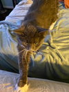 Mylo