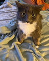 Mylo