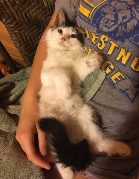 Domino