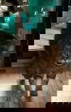 Mork