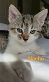 Nacho