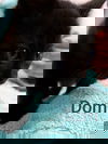 Dom