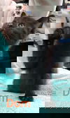 Dom