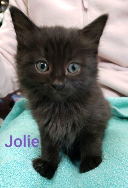 Jolie