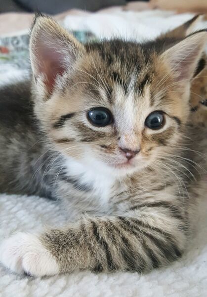 Hugie