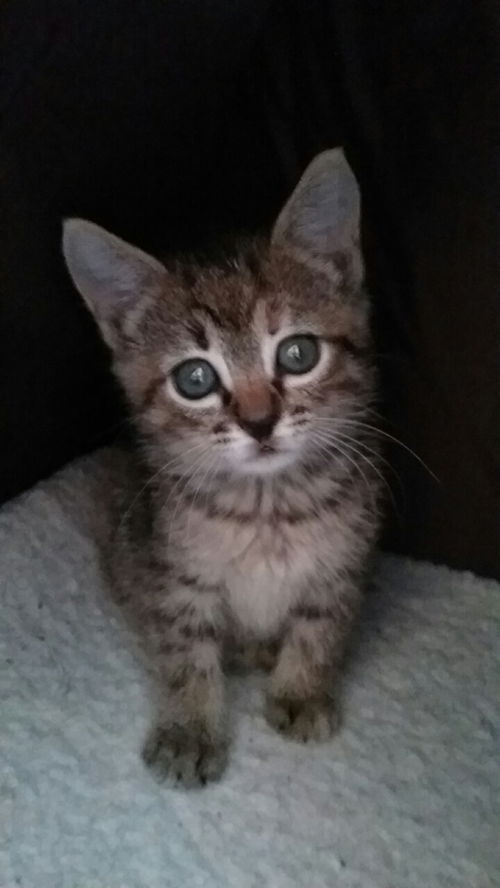 Bella