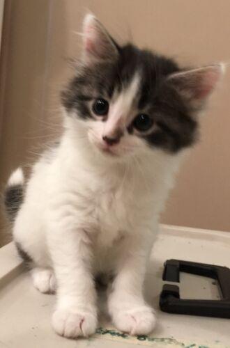Lulu