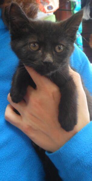 Polly