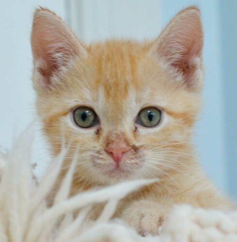 Apricot