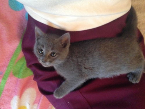 Greyson