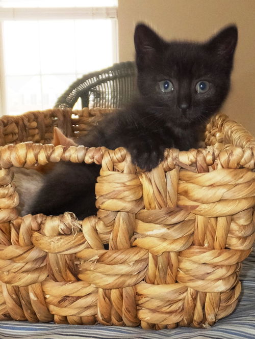 Frida - Polydactyl