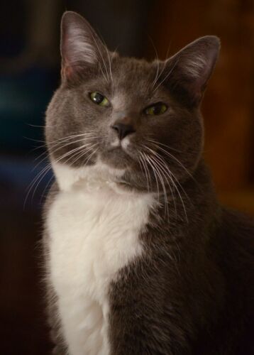 Greebo
