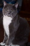 Greebo