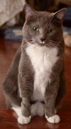 Greebo