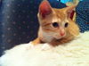 Gordon
