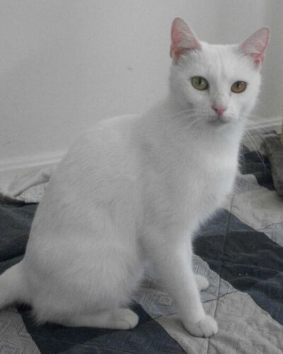 Gracie (Mom)
