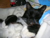Mittens