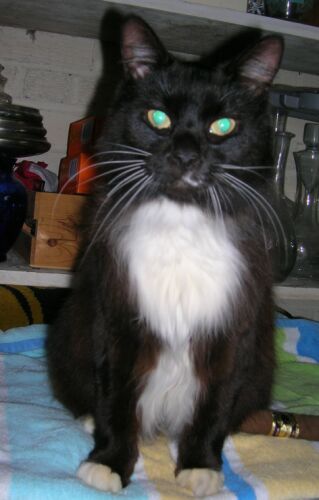 Mittens
