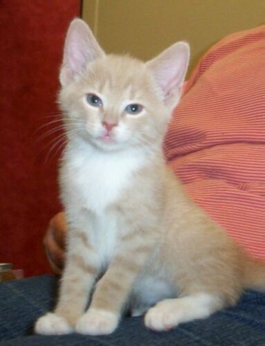 Beau (Butterscotch)