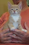 Beau (Butterscotch)