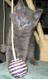 Aramis