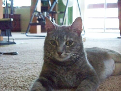 Mollie