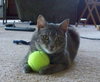 Mollie